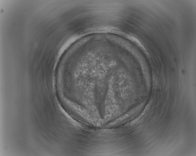 X0000073891424200609082111