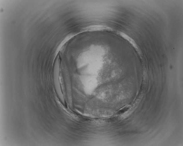 X0000073891473200609082110