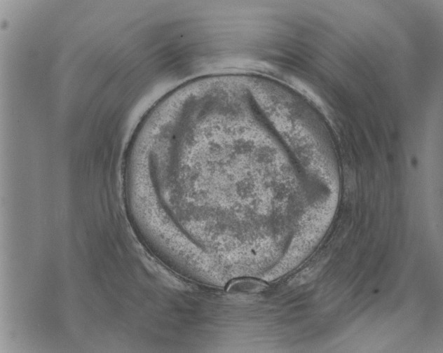 X0000073891480200609082110