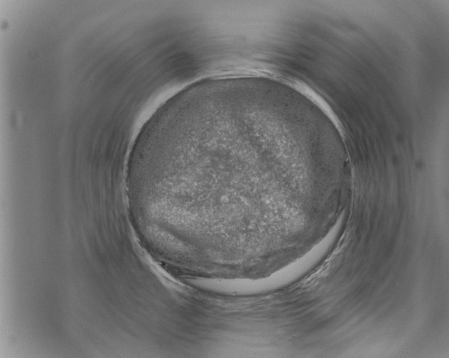 X0000073891485200609082110