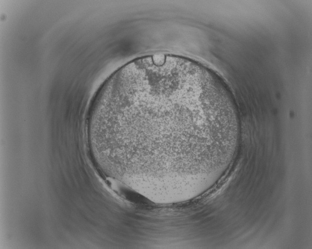 X0000073891517200609082110