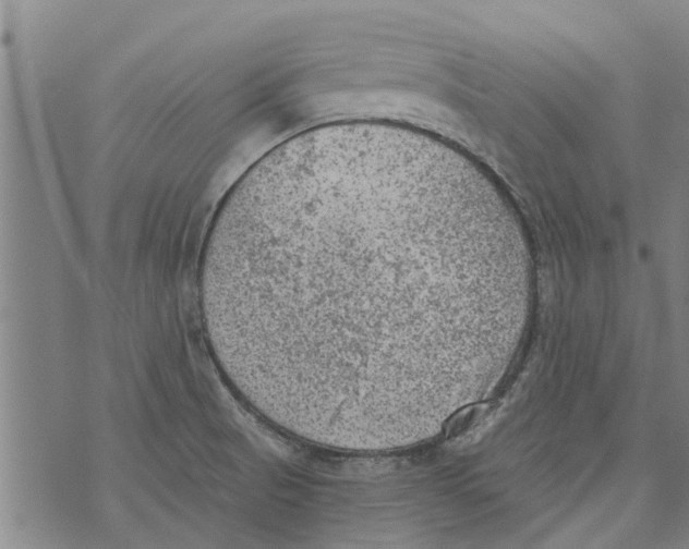 X0000073891521200609082110