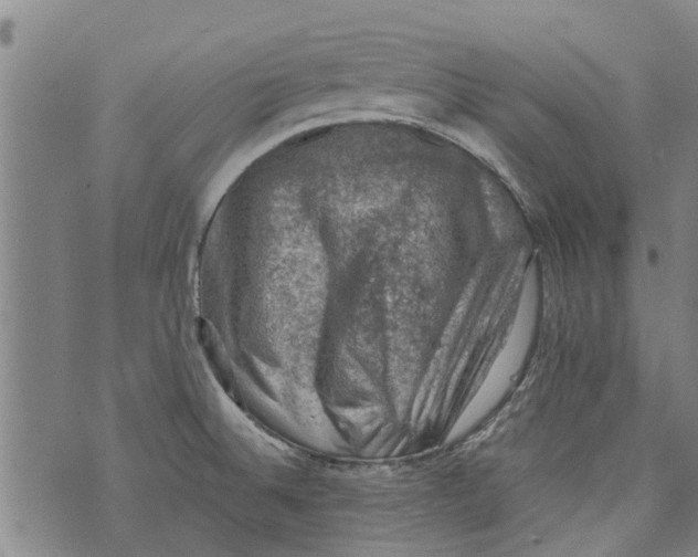 X0000073891524200609082110