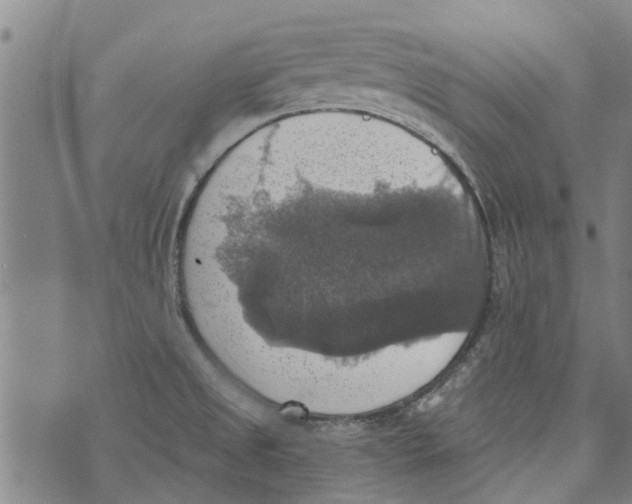 X0000073891525200609082110