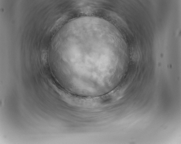 X0000073900036200608111141