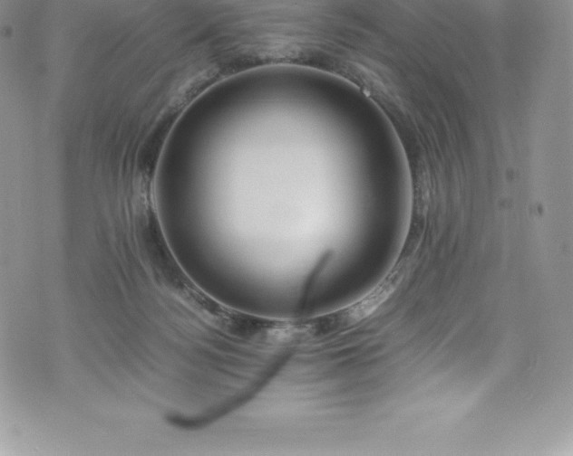 X0000073900172200608111139