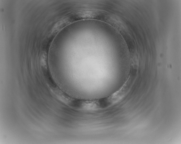 X0000073900175200608111139