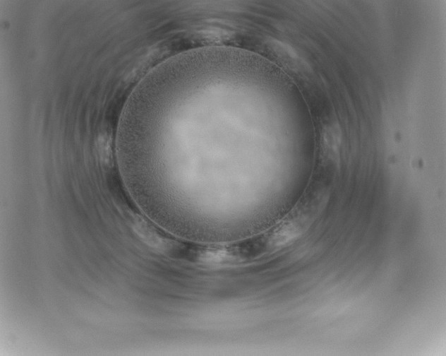 X0000073900177200608111139