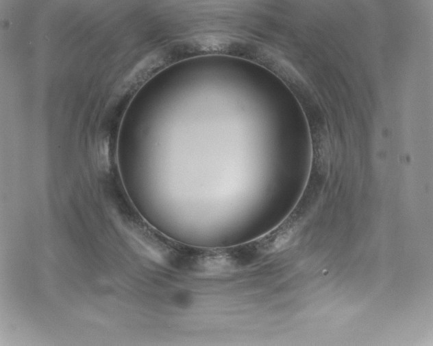 X0000073900262200608111137