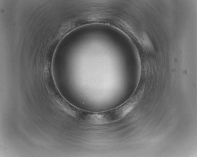 X0000073900265200608111137