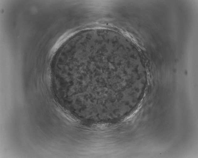 X0000073900295200608111137