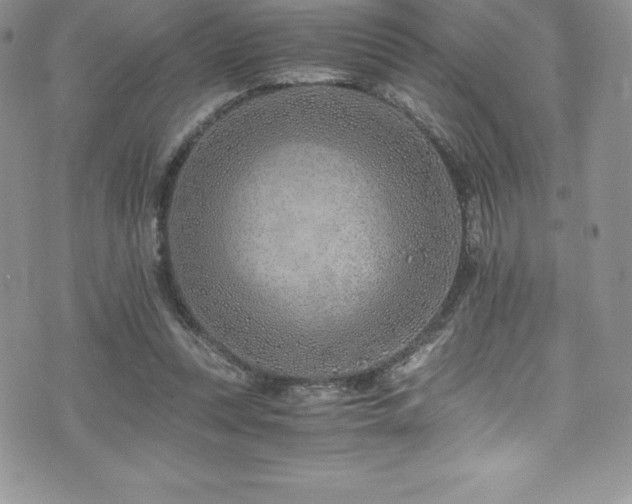 X0000073900351200608111136