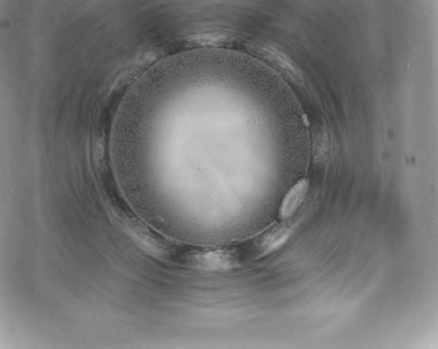 X0000073900365200608111136