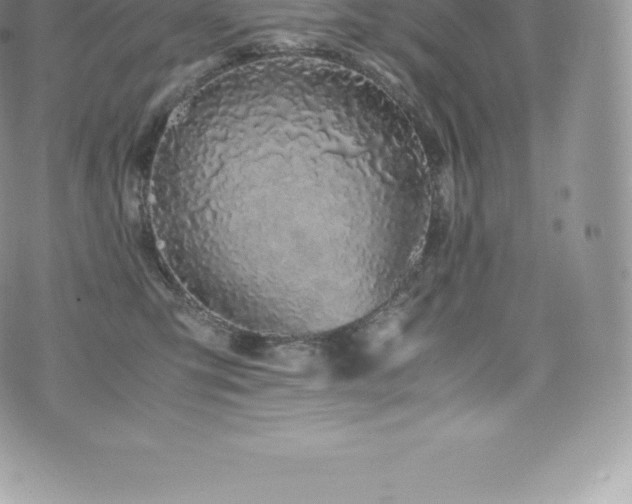 X0000073900423200608111135