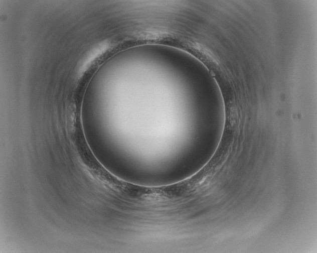 X0000073900544200608111133