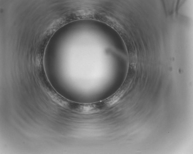 X0000073900662200608111131