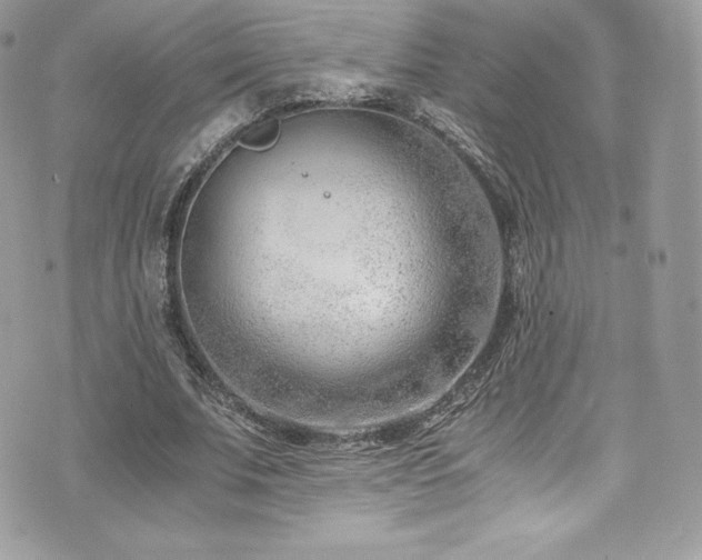 X0000073900679200608111131