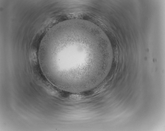 X0000073900699200608111130