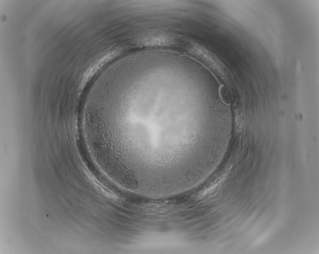 X0000073900725200608111129