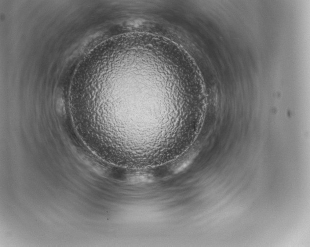 X0000073900754200608111130