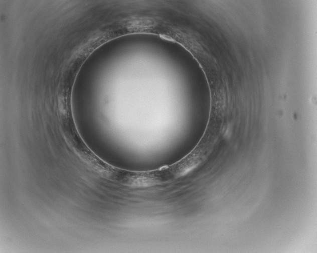 X0000073900755200608111130