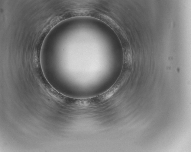 X0000073900764200608111130