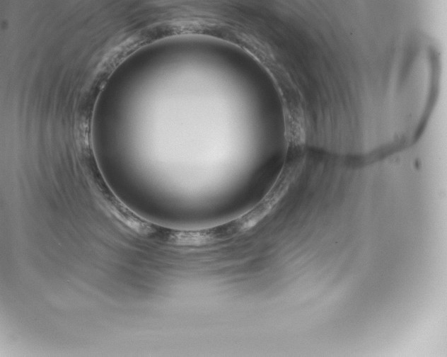 X0000073900766200608111130