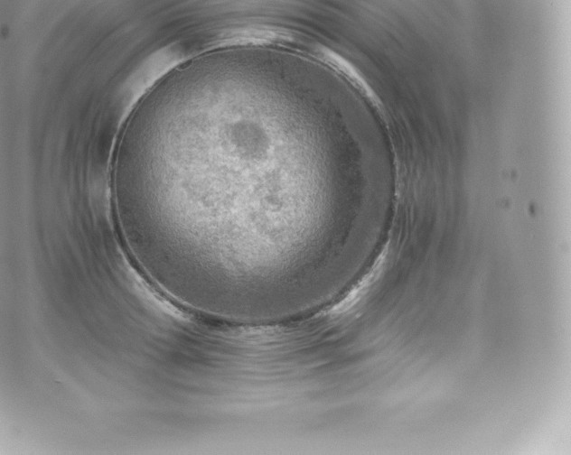 X0000073900802200608111129