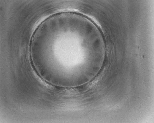 X0000073900895200608111127