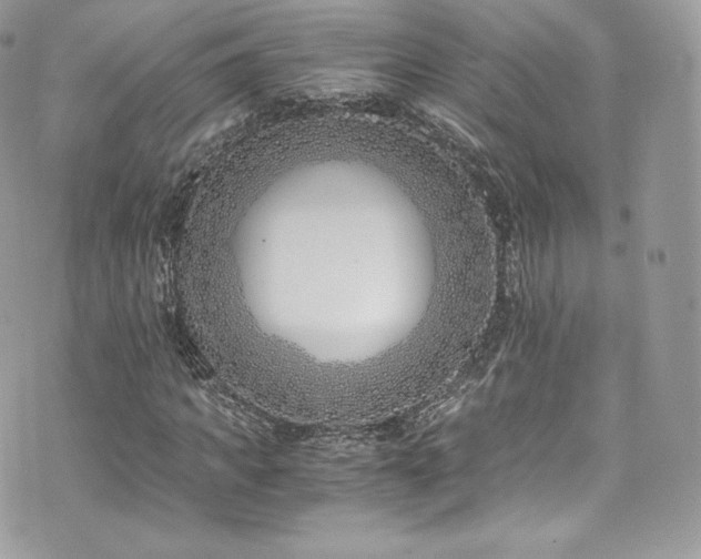 X0000073900917200608111126