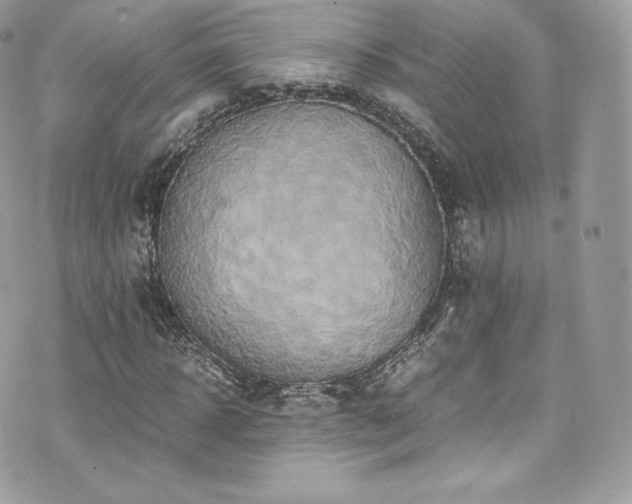 X0000073900918200608111126