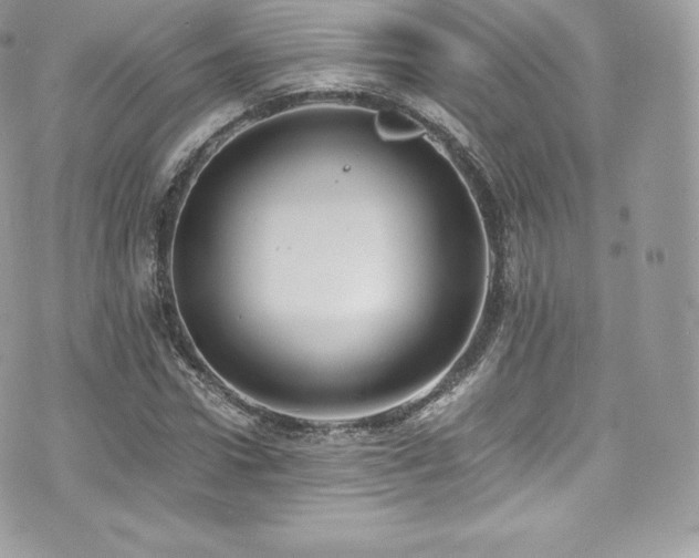 X0000073900922200608111126