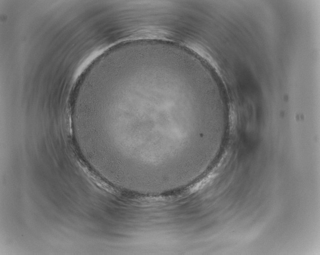 X0000073900925200608111126