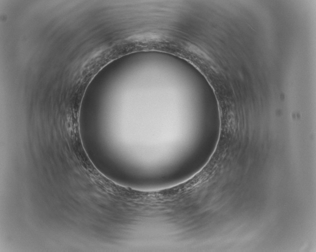 X0000073900966200608111126