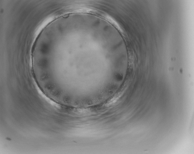 X0000073901095200608111124