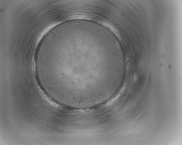 X0000073901125200608111123