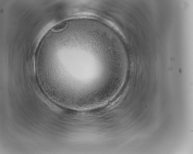 X0000073901275200608111121