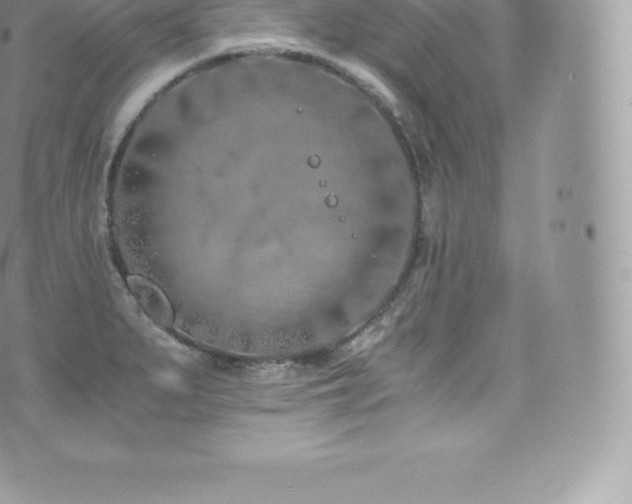 X0000073901279200608111121