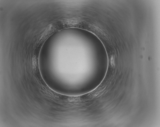 X0000073901299200608111120