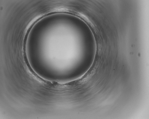 X0000073901331200608111120