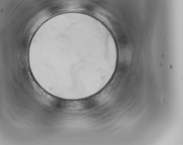 X0000073901338200608111120