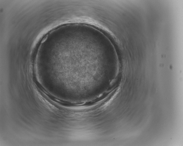 X0000073901506200608111117