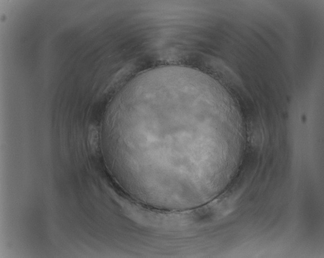 X0000073900036200608181010