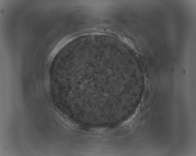 X0000073900295200608181006