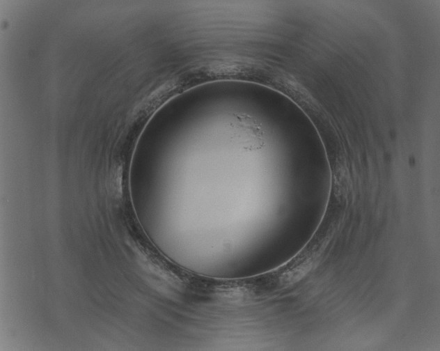 X0000073900454200608181003