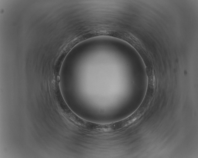 X0000073900552200608181001