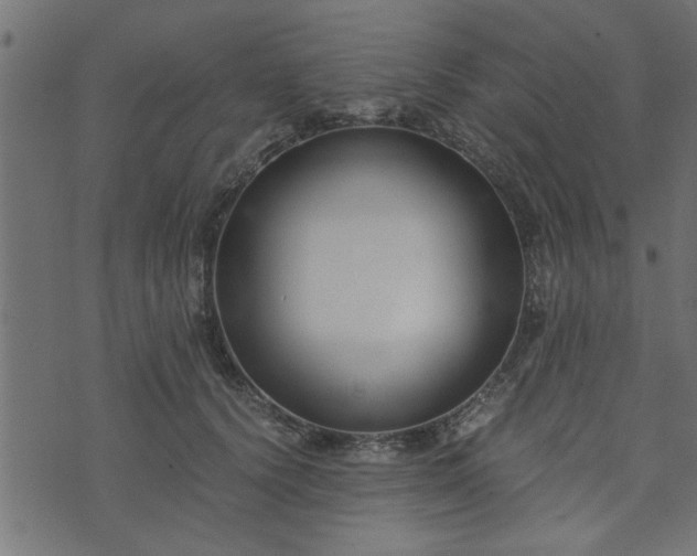 X0000073900656200608181000