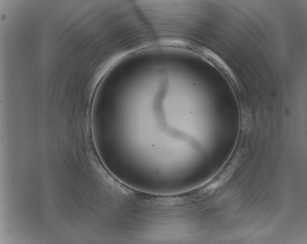 X0000073900860200608180957