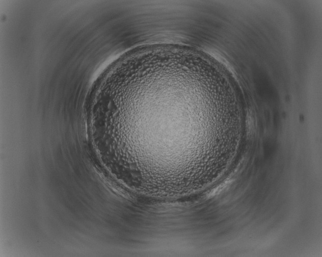 X0000073900925200608180955