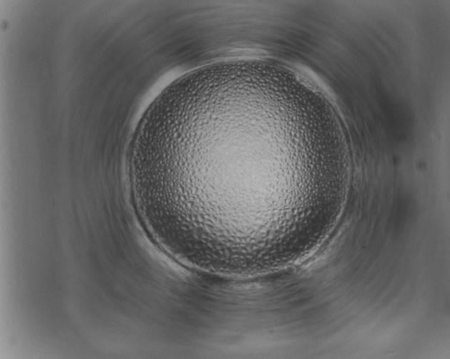 X0000073901243200608180951